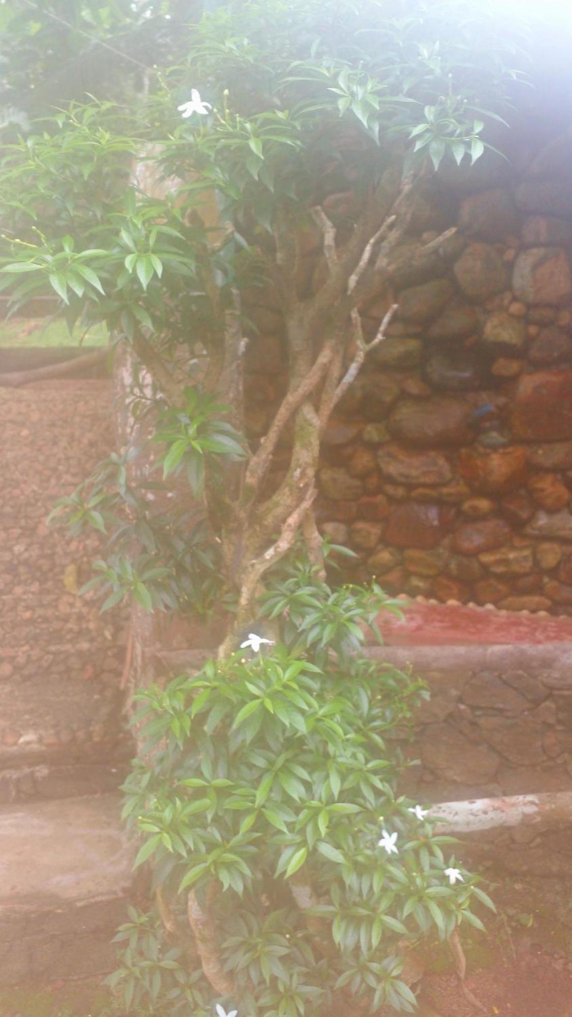 Paddy Field Villa Midigama Room photo